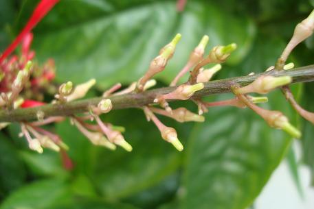 Odontonema tubaeforme — DSC02472 (09)