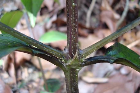 Oldenlandia cristata — DSC02941 (09)