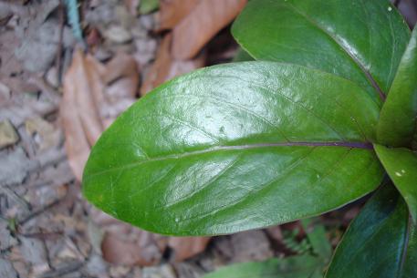 Oldenlandia cristata — DSC02942 (09)