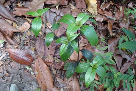 Oldenlandia cristata — DSC02943 (09)