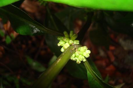 Oldenlandia cristata — DSC03331 (10)