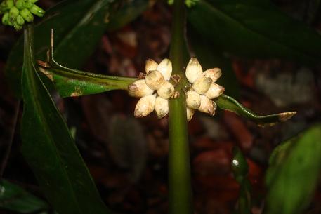 Oldenlandia cristata — DSC03332 (10)