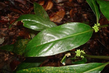 Oldenlandia cristata — DSC03334 (10)