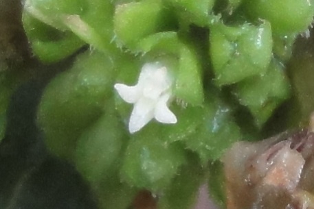 Oldenlandia cristata — DSC03734 (12)s