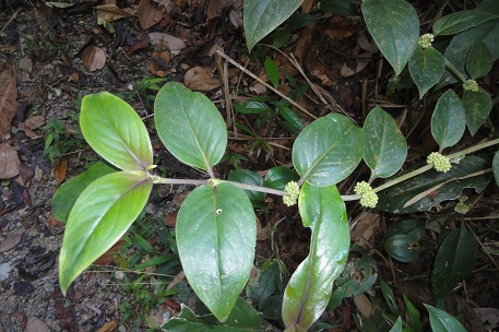 Oldenlandia cristata — DSC09101 (12)