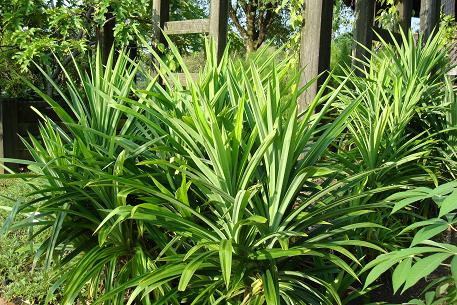 Pandanus amaryllifolius — DSC05167 (08)