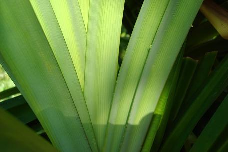 Pandanus amaryllifolius — DSC05170 (08)
