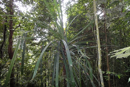 DSC00086 (10)