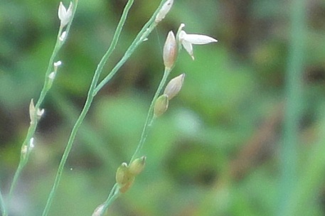 DSC00932 (11)