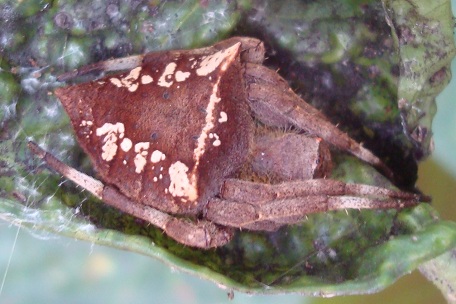 Parawixia dehaani — DSC07474 (10)