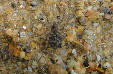 Pardosa sp — DSC05166 (11)