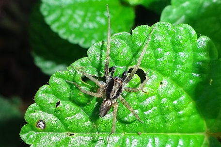 Pardosa sp2 — DSC01632 (15)