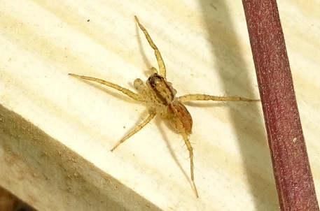 Pardosa sp2 — DSC01966 (14)