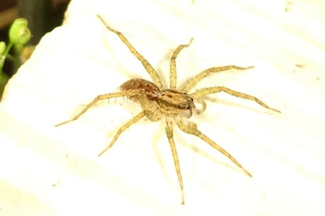 Pardosa sp2 — DSC01967 (14)