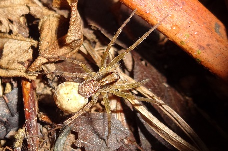Pardosa sp2 — DSC03642 (13)