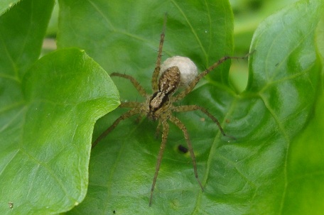 Pardosa sp2 — DSC04878 (12)
