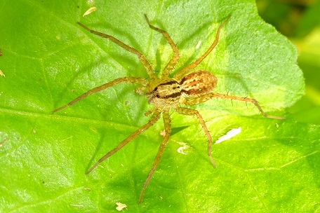 Pardosa sp2 — DSC07630 (15)