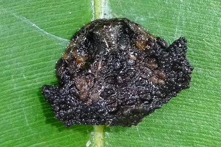 Pasilobus sp — DSC08081 (14)