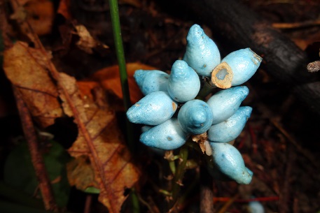 Peliosanthes teta — DSC00078 (13)