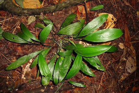 Peliosanthes teta — DSC00079 (13)
