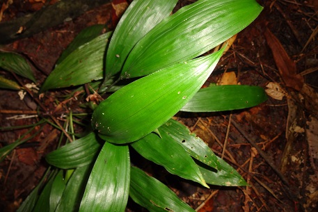 Peliosanthes teta — DSC00080 (13)