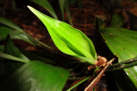 Peliosanthes teta — DSC00082 (13)