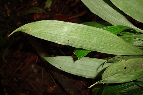 Peliosanthes teta — DSC00083 (13)