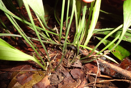 Peliosanthes teta — DSC00084 (13)