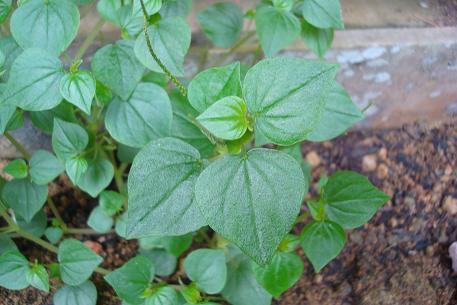 Peperomia pellucida — DSC00493 (09)