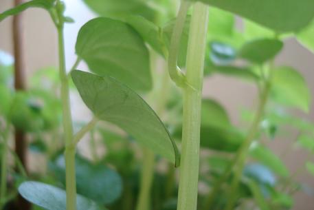 Peperomia pellucida — DSC03400 (09)