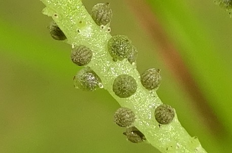 Peperomia pellucida — DSC03831 (14)