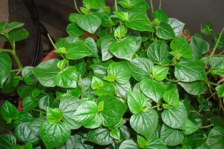Peperomia pellucida — DSC09461 (09)