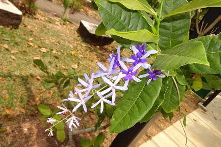 Petrea volubilis — DSC08963 (14)