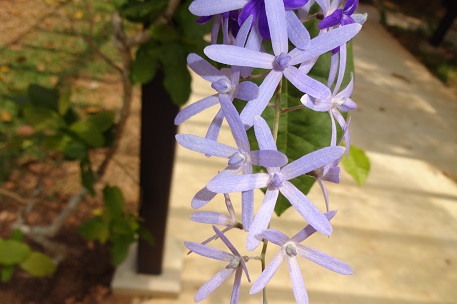 Petrea volubilis — DSC08966 (14)
