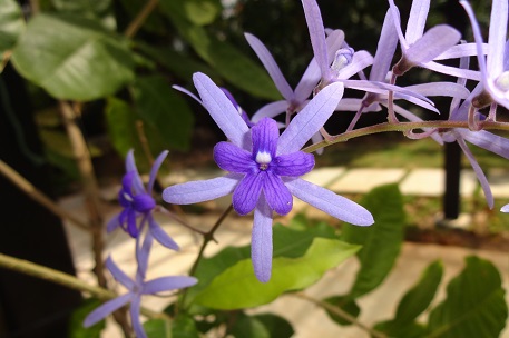 Petrea volubilis — DSC09163 (14)