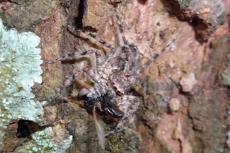 Phaeacius malayensis — DSC01159 (13)