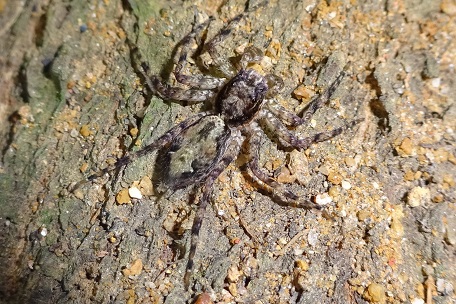 Phaeacius malayensis — DSC07955 (14)