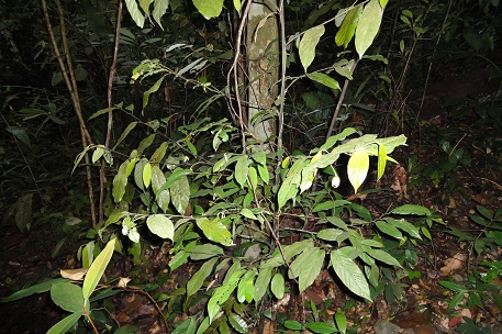 DSC00029 (10)