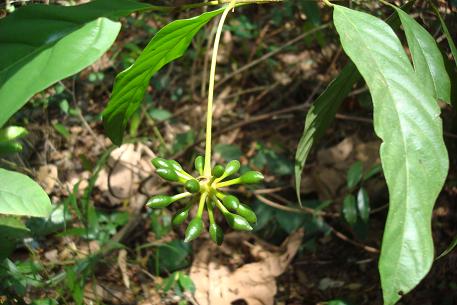Phaeanthus ophthalmicus — DSC01301 (10)