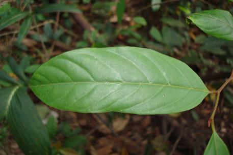 Phaeanthus ophthalmicus — DSC02899 (09)