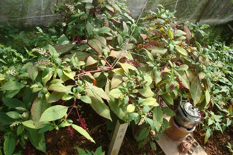 DSC00330 (10)