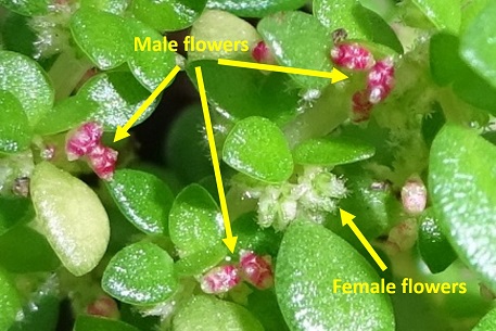 Pilea microphylla — DSC02298 (16)