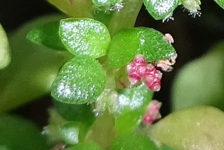 Pilea microphylla — DSC02300 (16)
