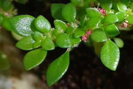 Pilea microphylla — DSC02301 (16)