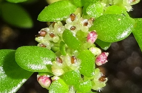 Pilea microphylla — DSC02733 (16)
