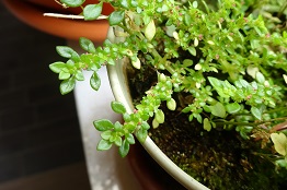 Pilea microphylla — Pic