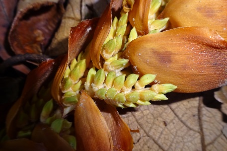 Plectocomia elongata — DSC01815 (15)
