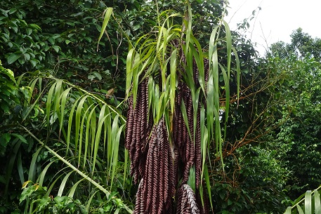Plectocomia elongata — DSC01981 (15)