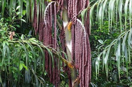 Plectocomia elongata — DSC01982 (15)