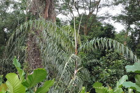 Plectocomia elongata — DSC02073 (10)